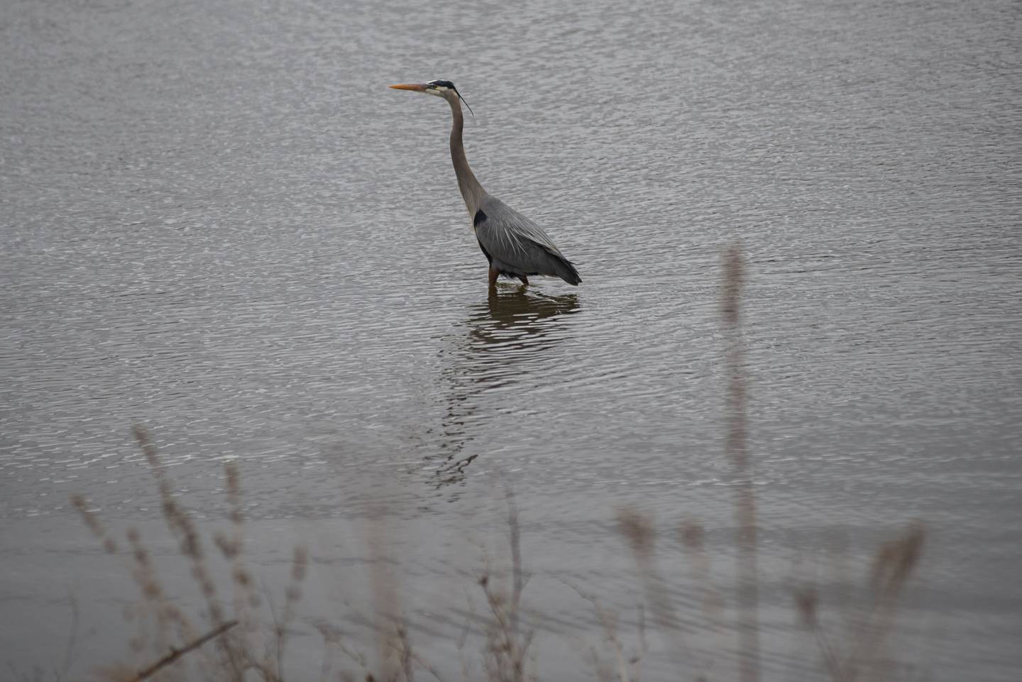 A blue heron takes flight from the Rock River in Dixon Thursday, March 31, 2022 on another gloomy day in the Sauk Valley. The rain is expected to let up on Friday but will be back in full force on Saturday.