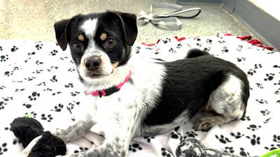 Don’t let the puppy face fool you; this playful dog is just fun-sized