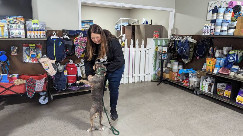 Cassidy, a 2-year-old terrier mix and mother of eight puppies, shares a moment with Rhonda Gentile-Colon, director of Hopeful Tails Animal Rescue, on Thursday, February 9, 2023. Hopeful Tails is one of four animal rescues that will benefit from the "Comedy for the Critters" fundraiser on Feb. 25.