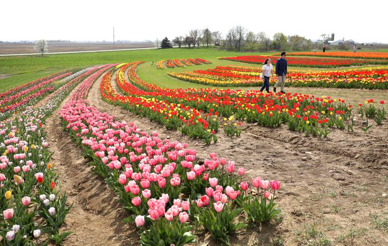 Emily Hauptman of Glendale Heights and Brandon Valente of St. Challes walk among the flower fields during the Midwest Tulip Festival at Kuipers Family Farm in Maple Park on Friday, April 28, 2023.