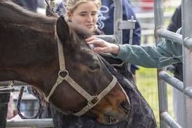 Down on the Farm: Sterling High School Farmapalooza introduces grade-schoolers to ag life