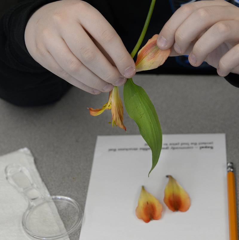 A student in Rachel Reff's fourth grade class at Centennial School in Streator pulls apart a pedal of a Peruvian lily Thursday, April 21, 2022, while learning about flowers in the Ag in the Classroom program sponsored by the La Salle County Farm Bureau Foundation.