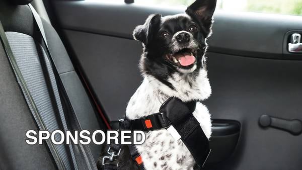 Tips for Making Holiday Travel Safe for Pets