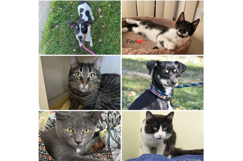 The Herald-News presents this week’s Pets of the Week. Read the description of each pet to find out about it, including where it can be adopted in Will County.