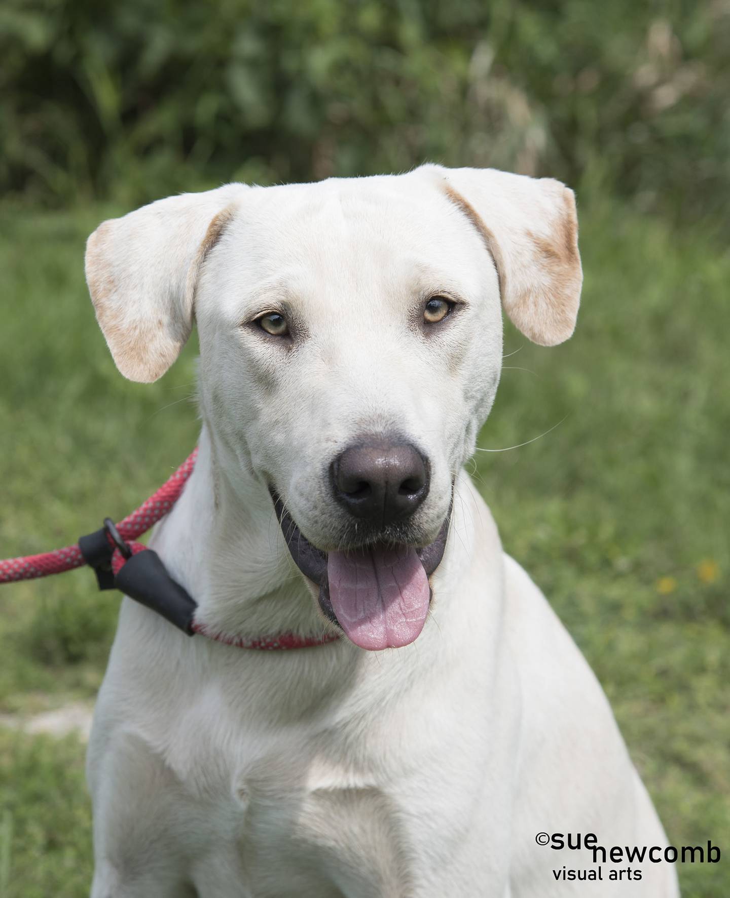 Chandler is a two-year-old blond lab mix. He does well with other dogs and gives hugs and love to all the people he meets. Chandler needs an active owner to keep up with him and help with his leash training. Contact the Will County Humane Society at willcountyhumane.com and follow the instructions for the adoption process.