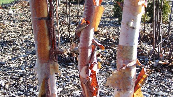Down the Garden Path: Give your pollinator garden a boost with native keystone species