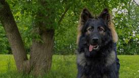 Lake County Sheriff’s K-9s to receive donation of body armor