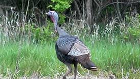 Illinois turkey hunters have record spring harvest  