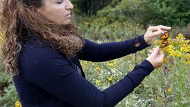 Huntley woman raises butterflies to release into the wild