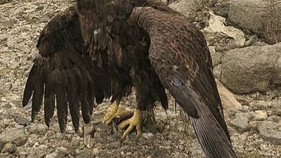 Bald eagles found dead at Starved Rock, in northern DeKalb County