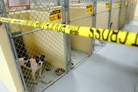 Former NIU running back LeShon Johnson indicted on federal dog fighting charges