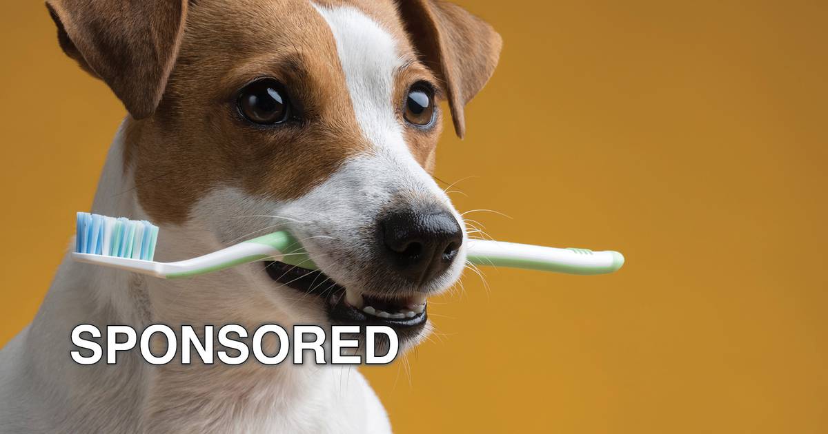 Why Pet Dental Health Month Matters for Your Dog’s Overall Wellbeing