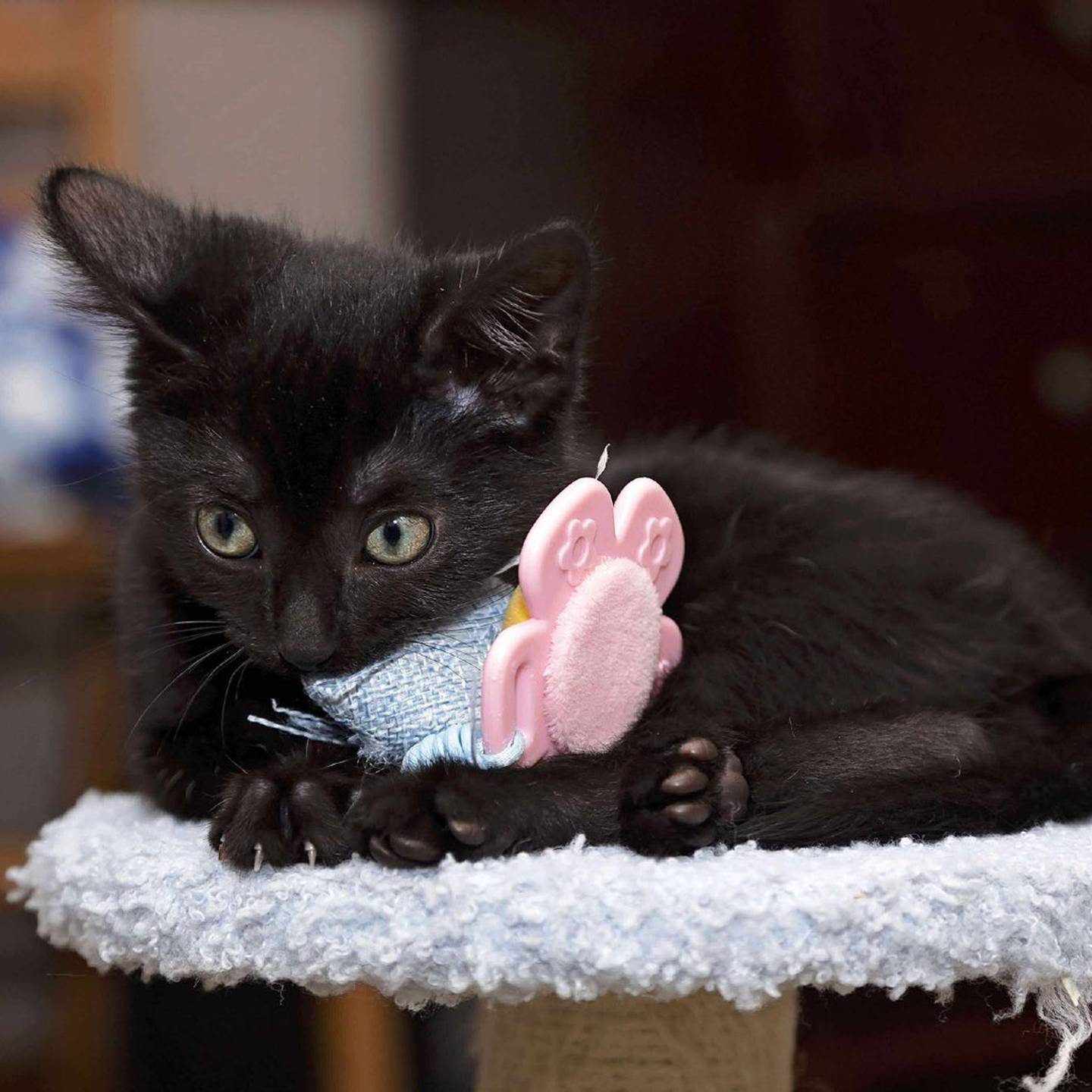 Fennel is a playful, independent kitten who loves wand toys, laser pointers, and romping with her siblings. She does well with kids, doesn’t mind being picked up, and should do well with other cats. To meet Fennel, visit thekittysquad.com/adoptables.