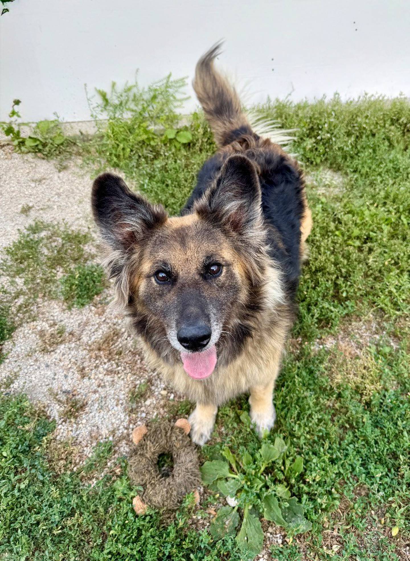 Roxanne is a 5-year-old German shepherd mix who is loving and very affectionate. Roxanne is reactive and needs a home without other dogs. She also needs a home with a fenced yard as she will need work with her dog reactivity on walks. And she needs an owner who will spoil her and love her. Contact the Will County Humane Society at willcountyhumane.com and follow the instructions for the adoption process.