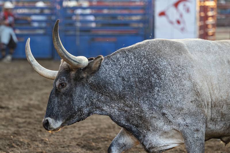 A longhorn steer makes its way around the rodeo ring Thursday, August 7, 2025, at Carroll County Fair’s T and A Bucking Bulls Rodeo.