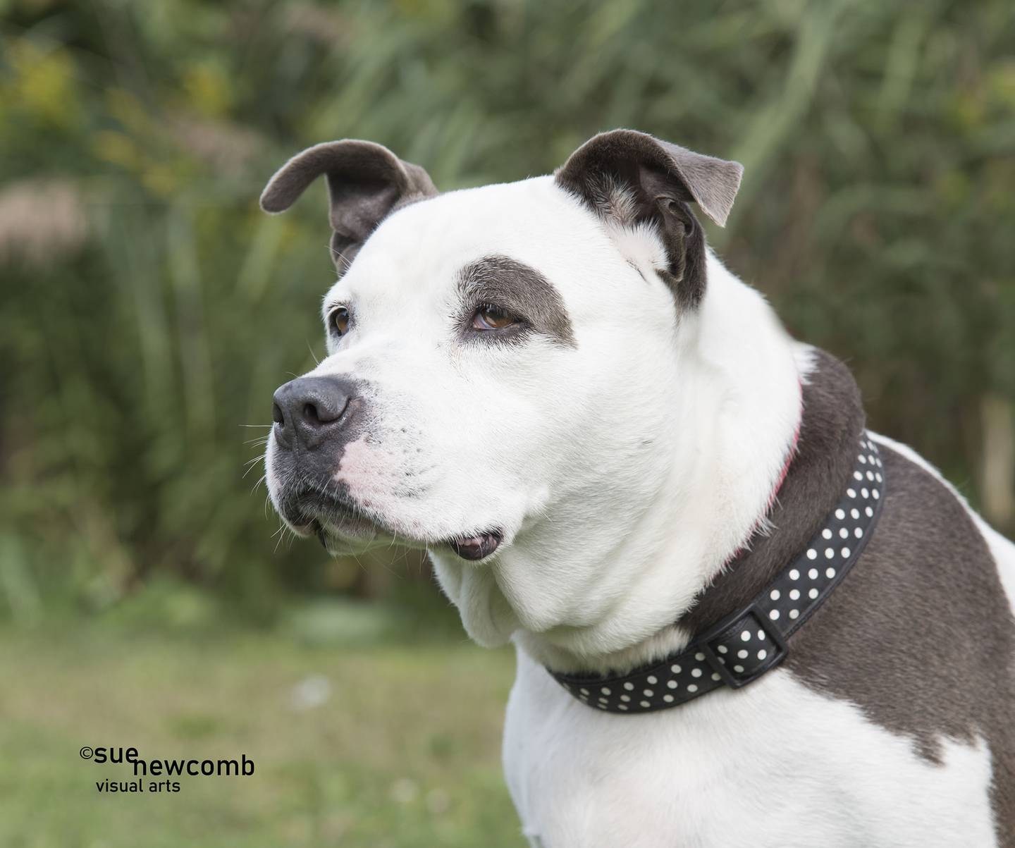 Mookie is a 6 year-old pit bull mix. She’s lived in a foster home and is now ready for her forever home. She is sweet and playful, but she must needs be the only dog in the home. Contact the Will County Humane Society at willcountyhumane.com and follow the instructions for the adoption process.
