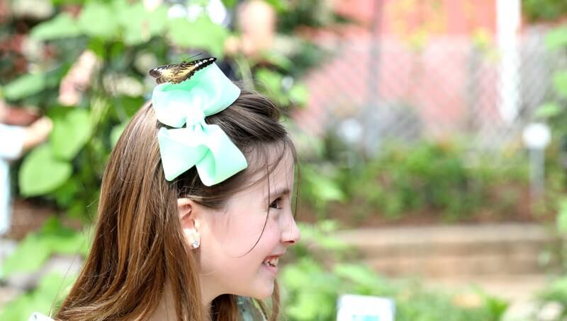 A butterfly lands on 8-year-old Annie Brown’s bow in her hair at the Geneva Park District’s Peck Farm Butterfly House on Thursday, July 6, 2023.