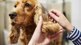 Readers’ Choice winner: The top 7 best pet groomers in Kane County
