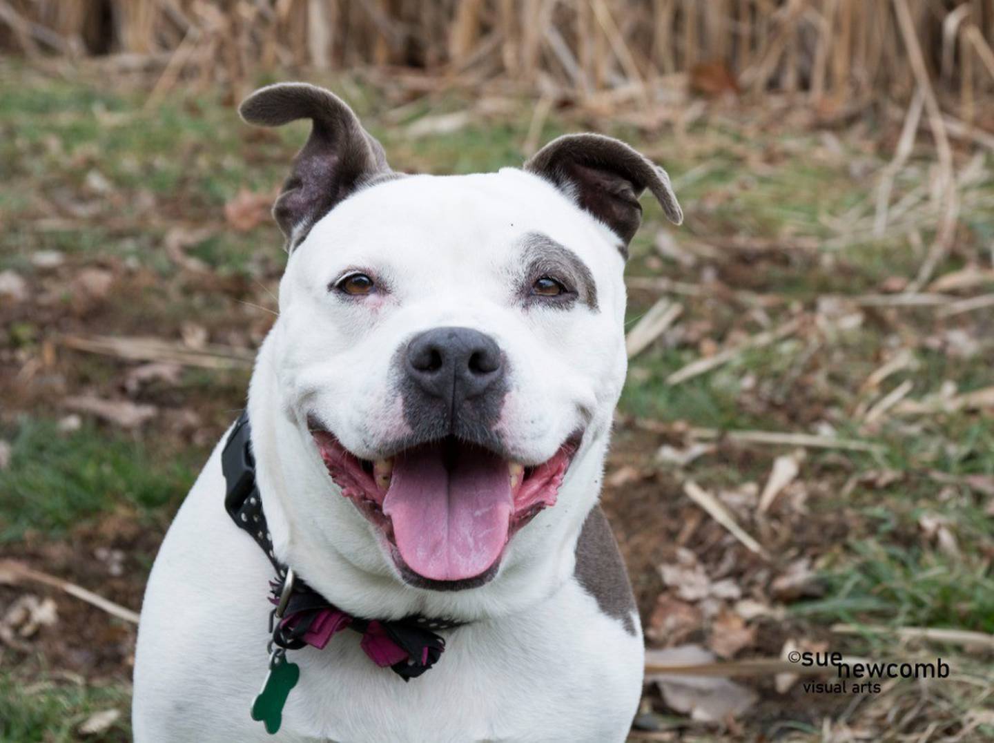 Mookie is a 10-year-old pit mix who needs a cozy retirement home and a slow introduction to new people. She likes to think she’s a lap dog. Mookie has arthritis in her back legs and is on medication to help. She loves to sunbathe, nap, and she enjoys kiddie pools. Mookie needs a home without other pets. Contact the Will County Humane Society at willcountyhumane.com and follow the instructions for the adoption process.