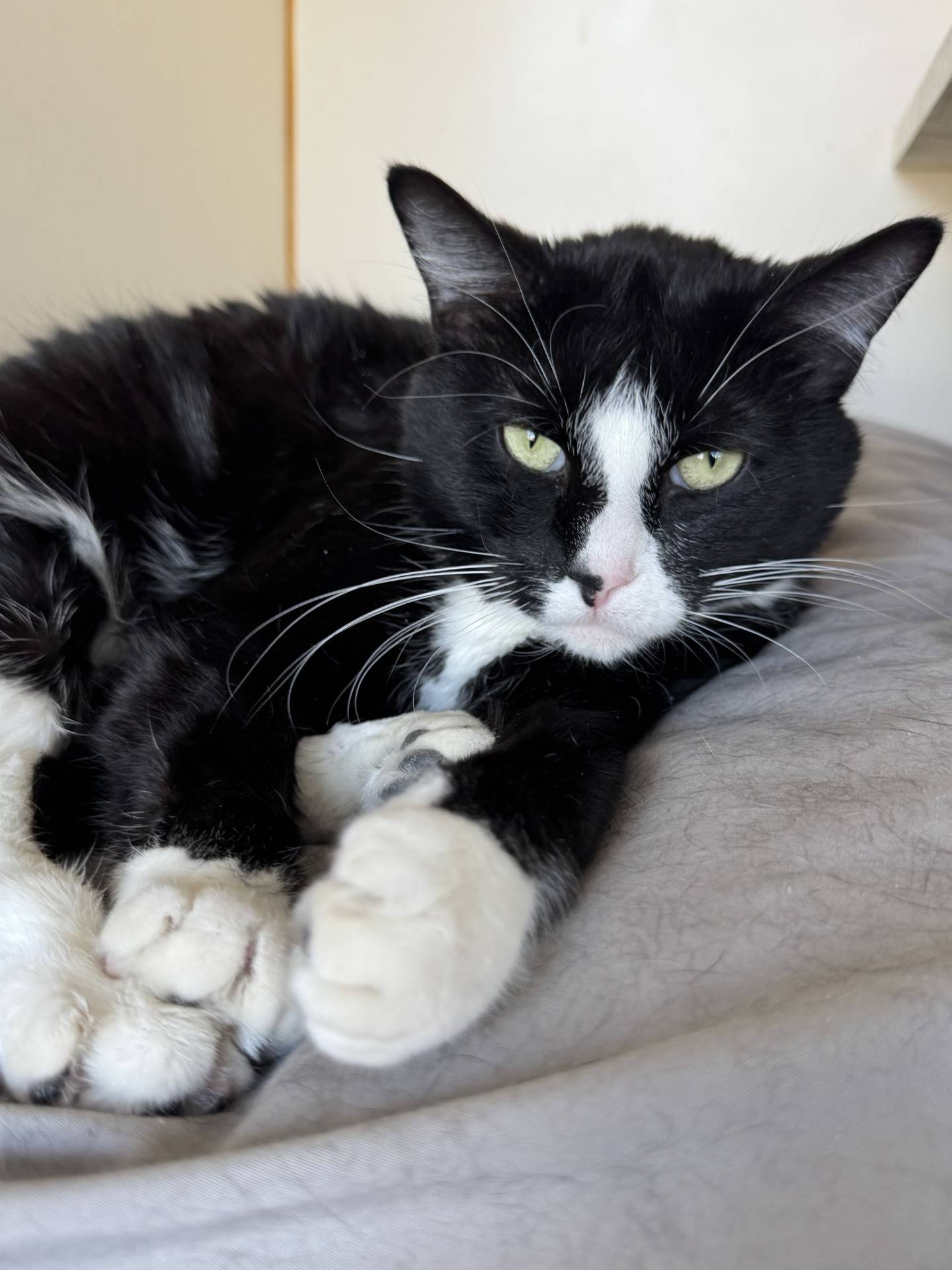 One-year-old Panda was rescued from a southern Illinois shelter to prevent euthanasia. She’s a bit reserved in her new surroundings, but she has a sweet personality and likes gentle pets and attention. Panda will blossom in a home where she can feel safe and loved. To meet Panda, email Catadoptions@nawsus.org. Visit nawus.org.