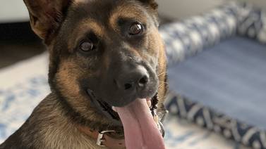 Sheriff’s Office welcomes K-9 Zack to the force 