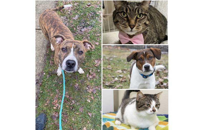 The Herald-News presents this week’s Pets of the Week. Read the description of each pet to find out about it, including where it can be adopted in Will County.