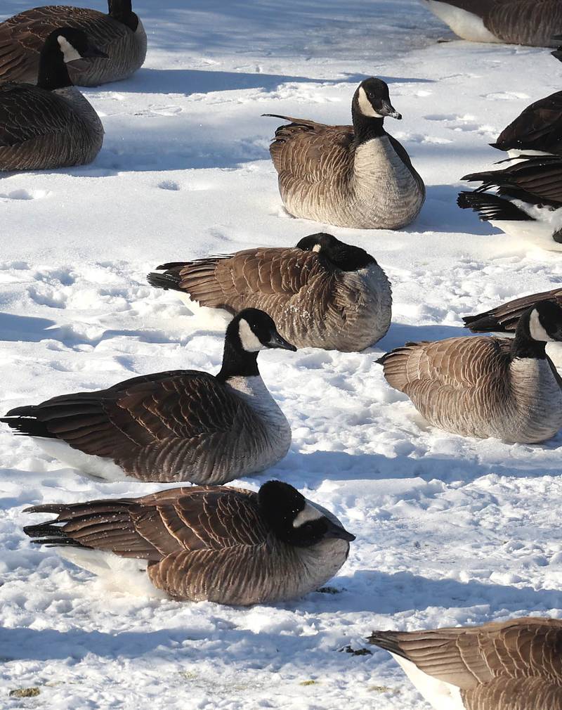 Canada geese sit oin the ice Friday, Jan. 23, 2026, on the Kishwaukee River near Hopkins Park in DeKalb. Temperatures fell to well below zero degrees Friday, one of the coldest days of the year.