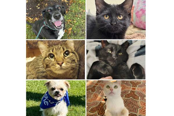 Will County Pets of the Week: Sept. 1, 2025