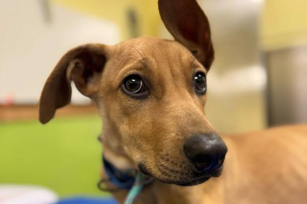 Young puppy longs to find loving place to call home