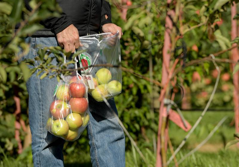 Apple pickers fill bags with the freshly harvested apples at Jonamac Orchard in Malta on Wednesday, Sept. 28, 2022.