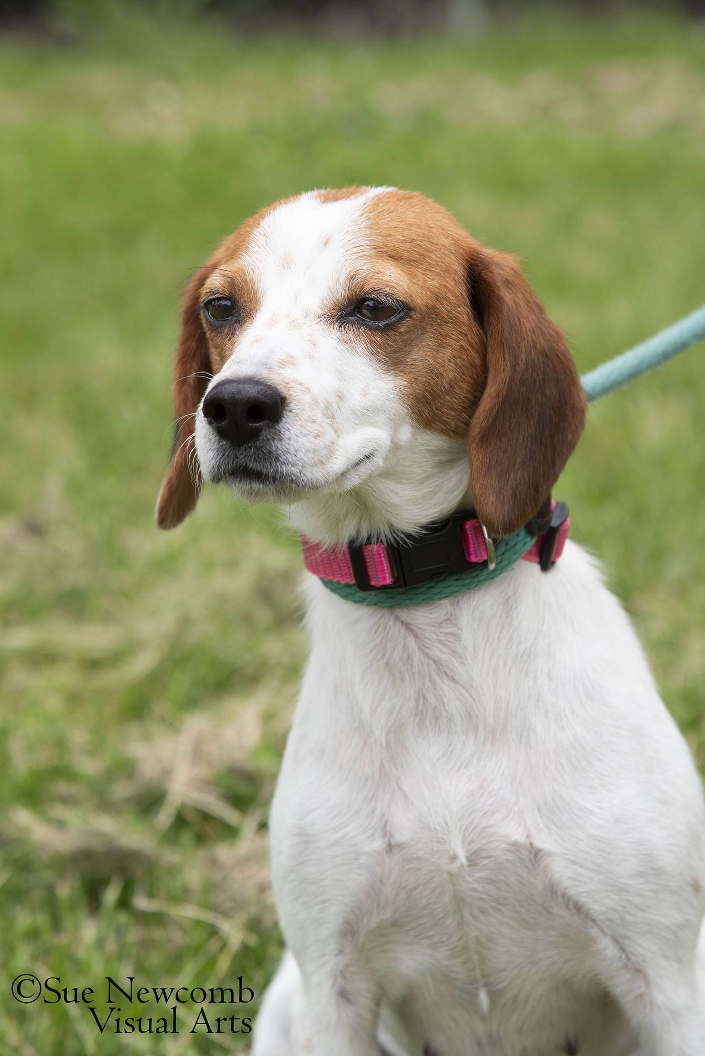 Mabel is a beagle mix who is very nervous at the humane and would benefit from having a calm forever home. She is very sweet and will crawl into laps for pets and love. Contact the Will County Humane Society at willcountyhumane.com and follow the instructions for the adoption process.