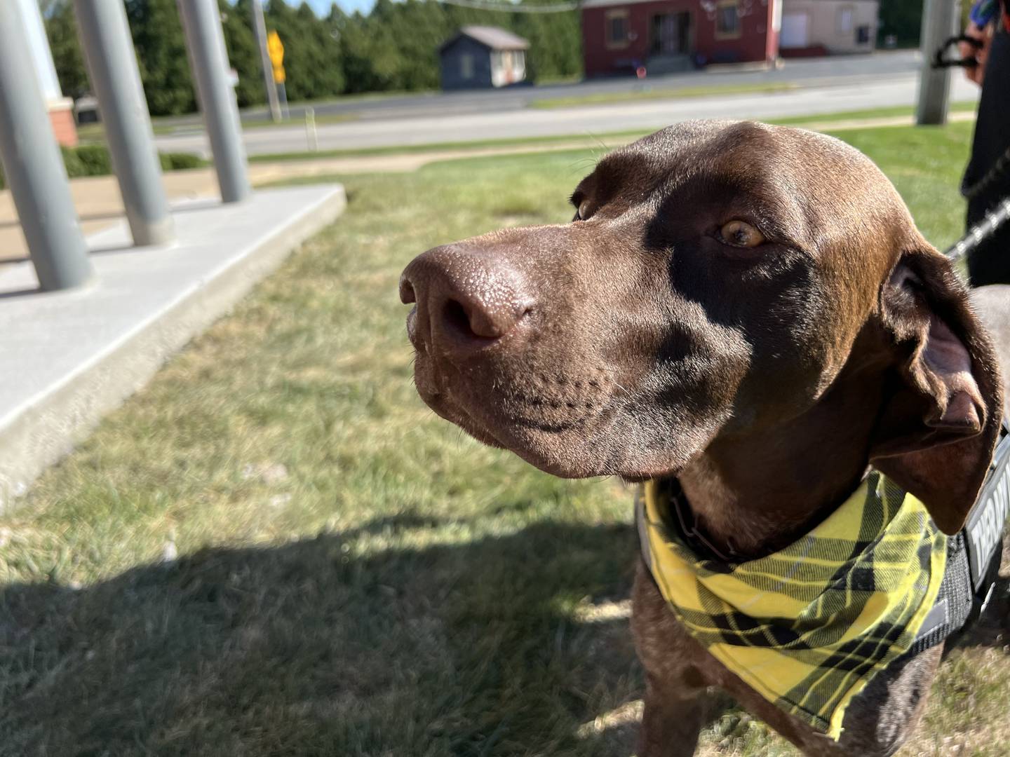 K9 Dooley, sniffs around outside the Sycamore Police Department on Sept. 30, 2022.