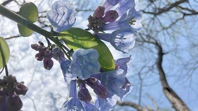 Bluebells bloom at Illinois Canyon in Starved Rock State Park
