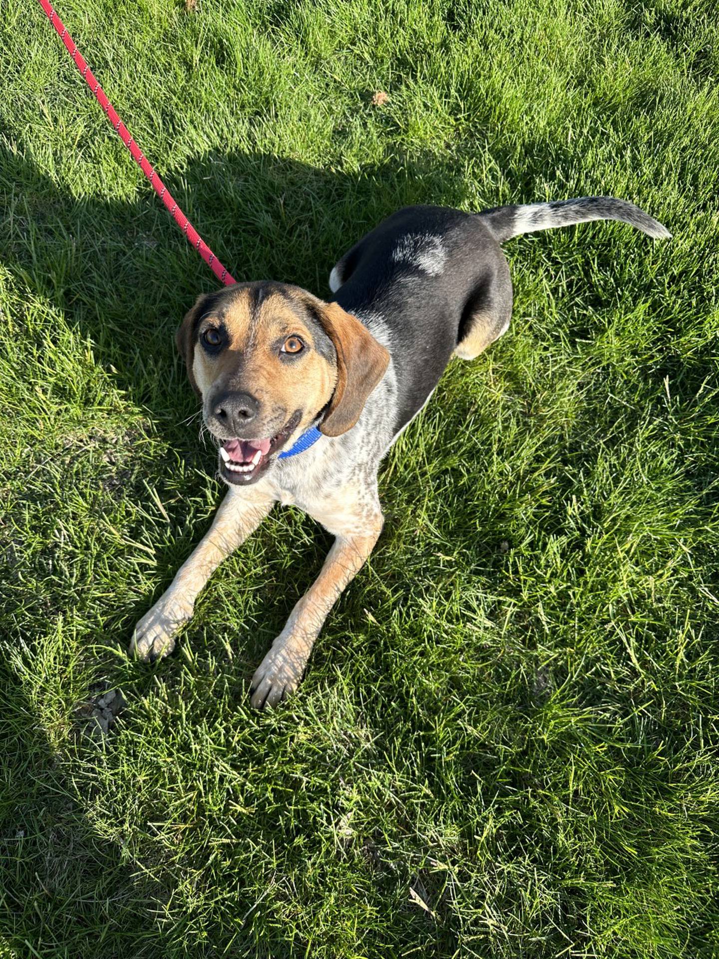 Luke is a 1-year-old happy beagle/hound mix that was rescued from a high kill shelter in Kentucky. He likes walks, peanut butter and checking out scents. He loves everyone he meets and does well with other dogs. To meet Luke, email Dogadoption@nawsus.org. Visit nawsus.org.