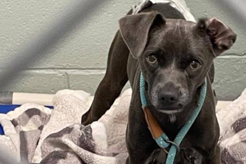Trio of good Samaritans save runaway dog on Kirk Road in Batavia