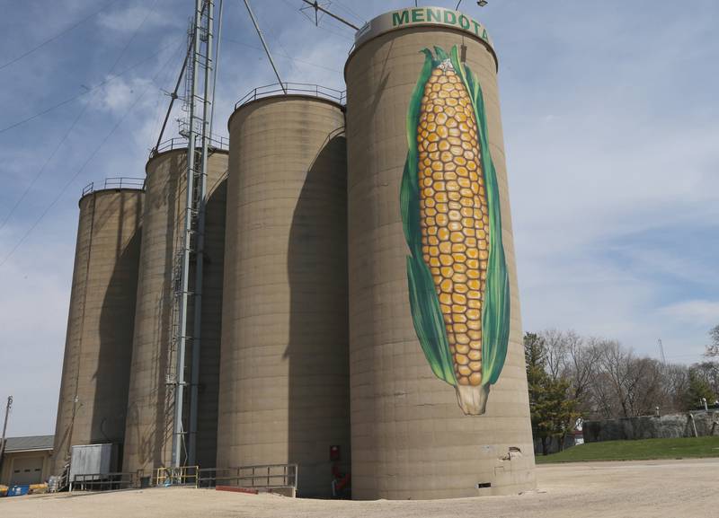 A gigantic 65-foot ear of corn is painted on a silo owned by Northern Partners on Tuesday, April 11, 2023 in Mendota.