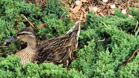 Where this Mallard duck built her nest is kinda quackers
