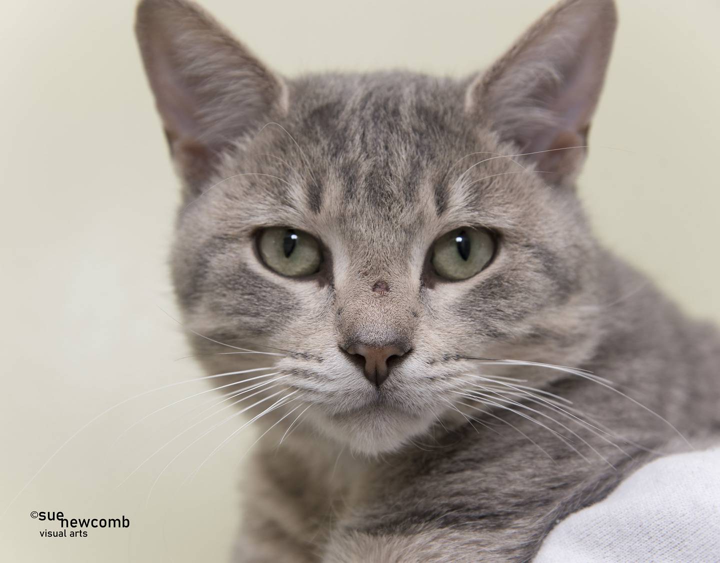 Winter is a domestic shorthair who is very affectionate and loves to be held. He was brought in as a stray, but he’s very sweet. Contact the Will County Humane Society at willcountyhumane.com and follow the instructions for the adoption process.