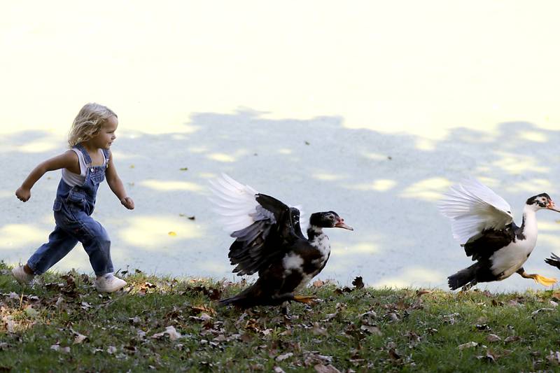 Mavi Gregory, 4, chases after ducks during a stop on the McHenry County Farm Stroll on Sunday, Sept. 28, 2025  at Hephzibah Farms in Hebron. The farm stroll, a self-guided tour of McHenry County’s family farms, featured farm tours, demonstrations and products for sale at eleven farms.