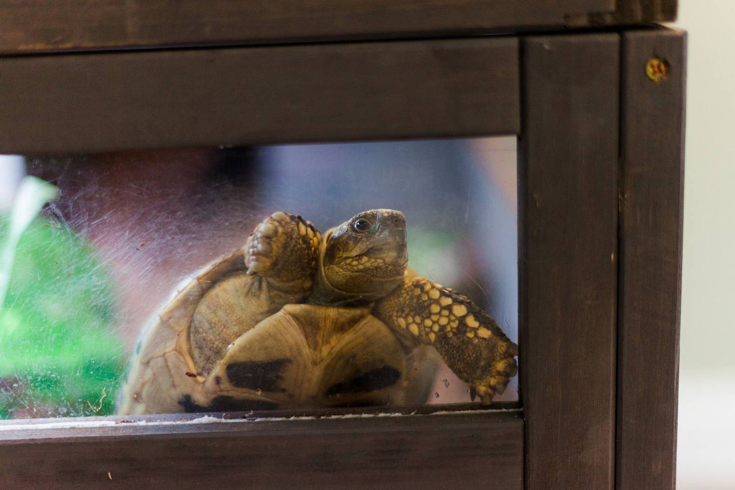 Play it Forward in Princeton has two tortoises, Peanut Butter and Jelly, in the lobby, which helps the guard come down for young and old alike.