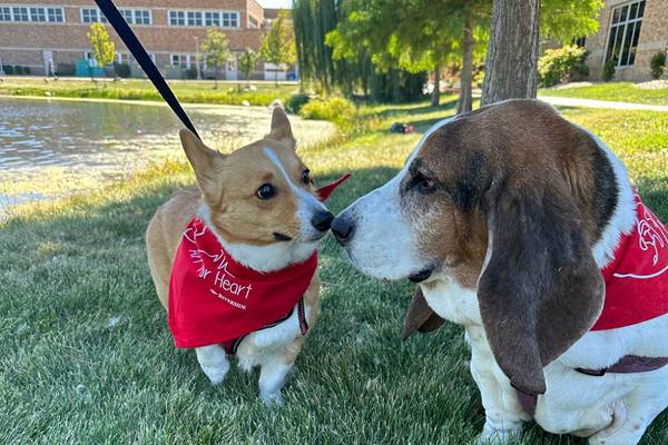 Dog-friendly walk, 5K run to raise funds for heart, cancer care at Riverside