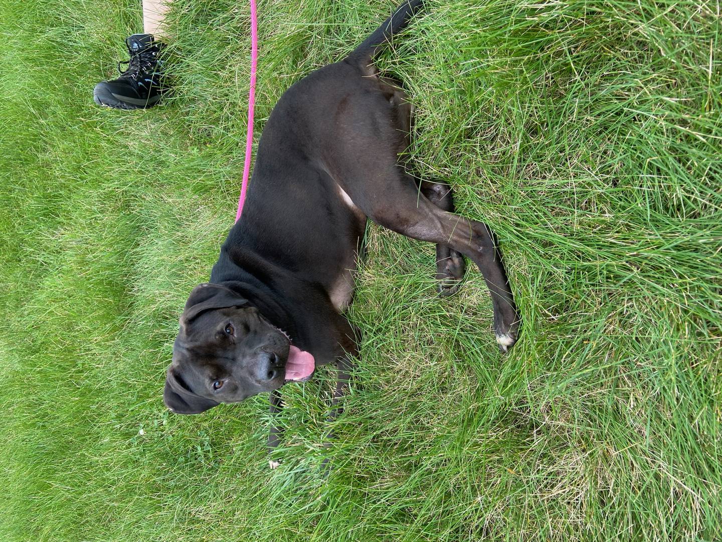 Poppy is a 3-year-old terrier that is outgoing and energetic. She loves everyone she meets and is well-mannered and sweet. She loves squeaky toys and going on walks. She is potty-trained and knows her basic commands. To meet Poppy, email Victoria atvictoria@nawsus.org. Visit nawsus.org.