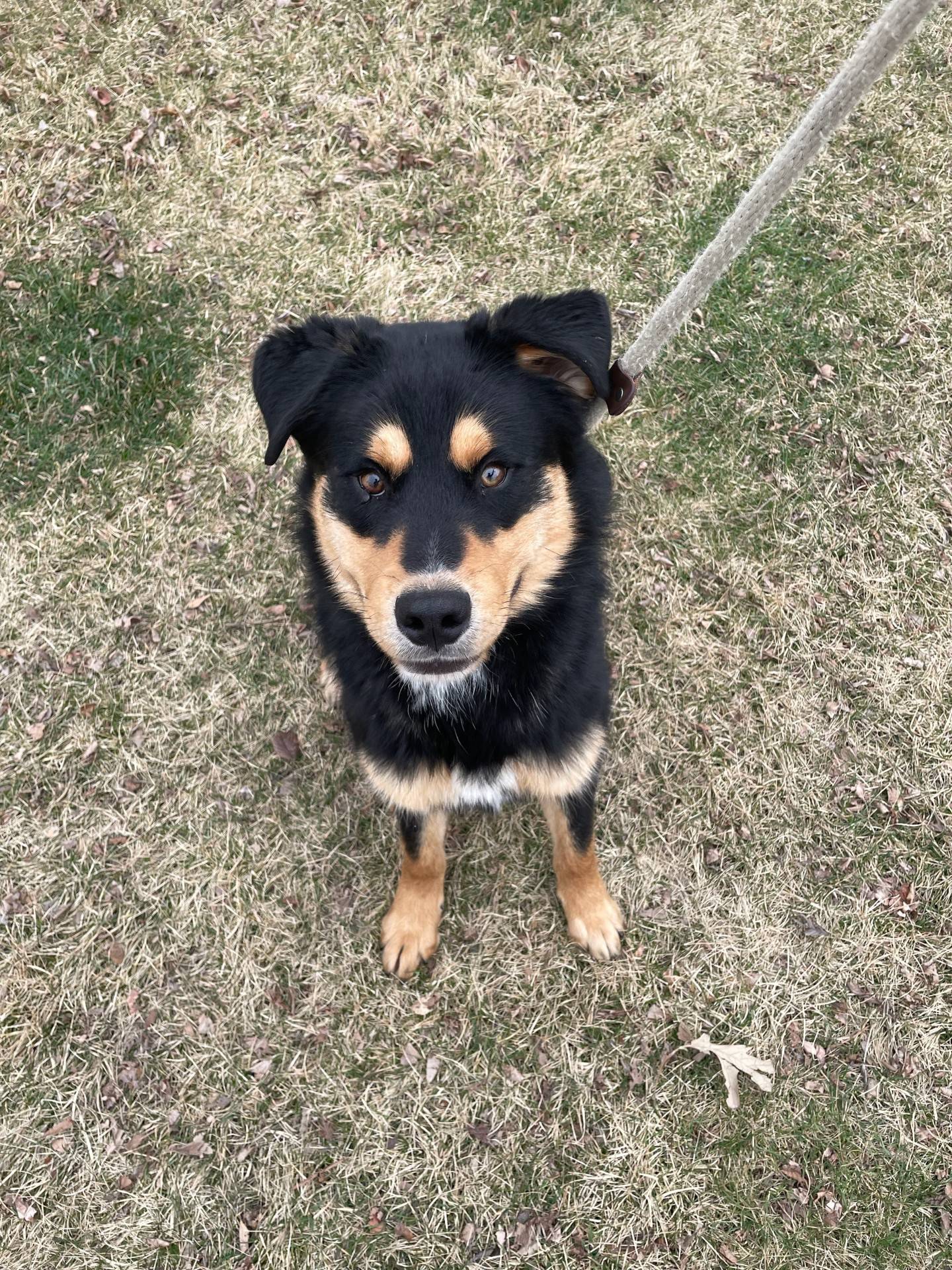 Wyatt is a 10-month-old mixed breed. He is spunky and full of fun energy. He enjoys long walks and playing with toys. Because Wyatt is a puppy, he needs some obedience training – but he is very smart and a fast learner.  He does well with other dogs and children and would make a good family dog. To meet Wyatt, email Dogadoption@nawsus.org. Visit nawsus.org.