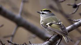 Good Natured in St. Charles: Kinglets reveal royal profiles during migration 