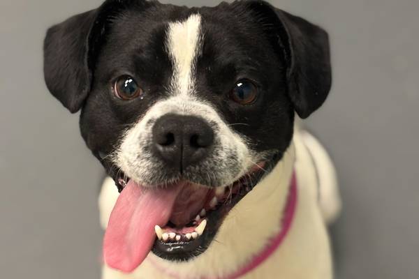Entertaining Boston terrier mix ready to bring laughs to forever family