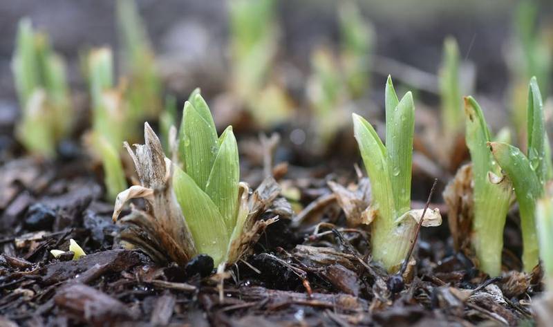 Unseasonably warm winter weather has led to plants emerging early. That's OK, plant experts say.