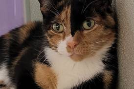 Affectionate cat hopes to be part of package deal