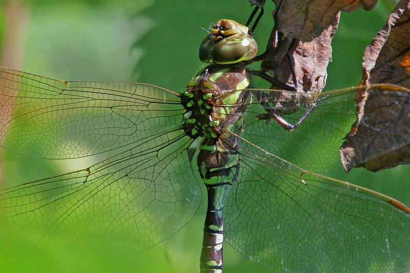 The green-striped darner dragonfly is one of many insects included in the state’s Species in Greatest Conservation Need category. These large dragonflies prefer the still water of vegetated ponds for habitat like those found in southern Will County forest preserves.