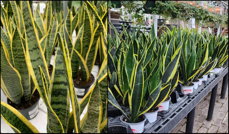 Countryside Flower Shop - Three things to know about snake plants