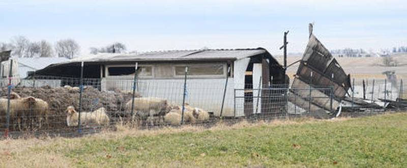 Two barns were destroyed during a fire on Monday in the 1300 block of Skare Road, just south of Illinois 64, but all the livestock survived. Several fire departments responded to the call including Oregon, Mt. Morris, and Stillman Valley.